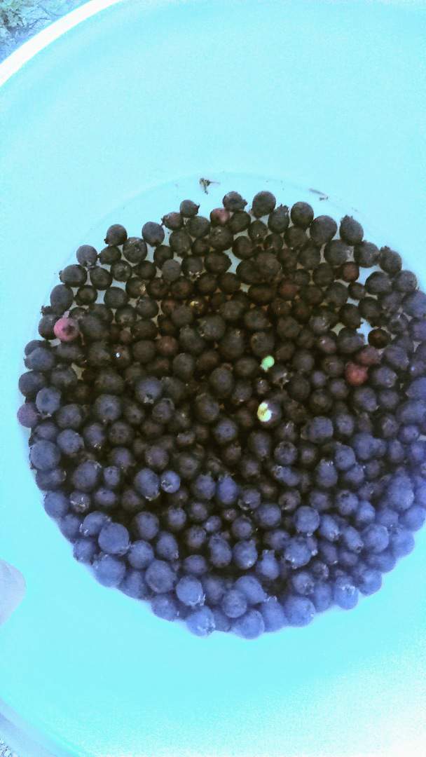 First Nations traditional foods and lodging in the Nicola Valley