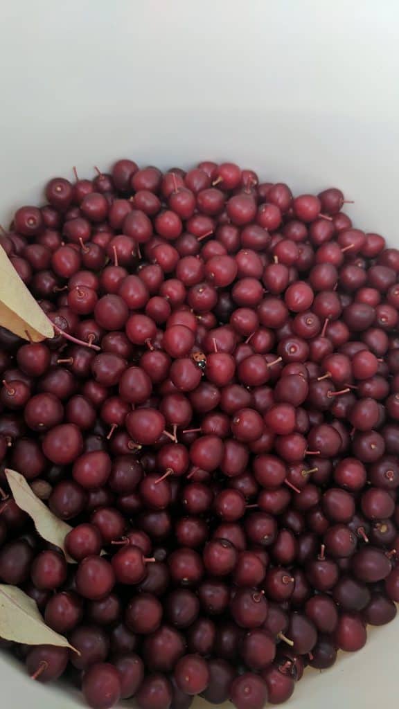 First Nations traditional foods and lodging in the Nicola Valley