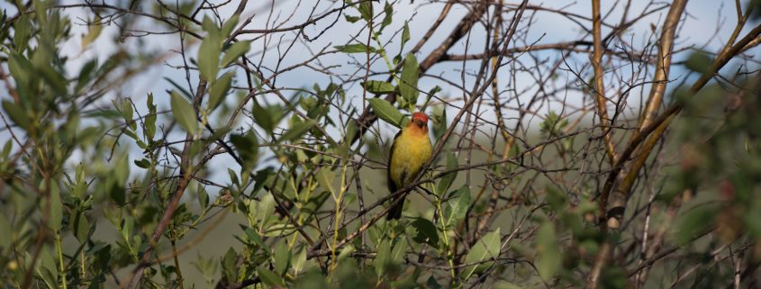 Birdwatching in Canada Western Tanager in Merritt BC Canada