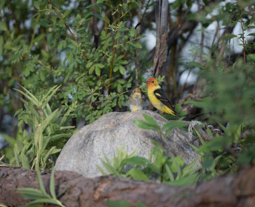 Birdwatching in Canada Western Tanager in Merritt BC Canada