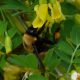 bumble bee, flower, pollen, Merritt, BC