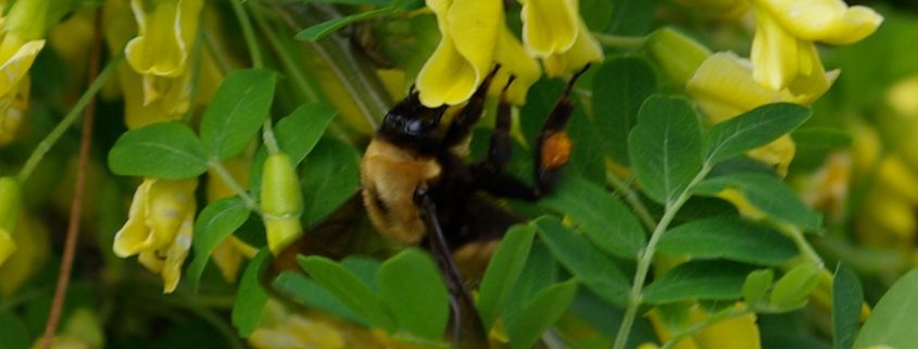 bumble bee, flower, pollen, Merritt, BC