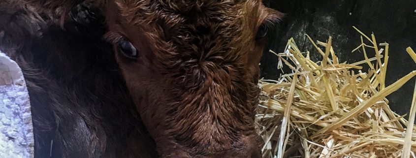 freezing calf warming up house ranch