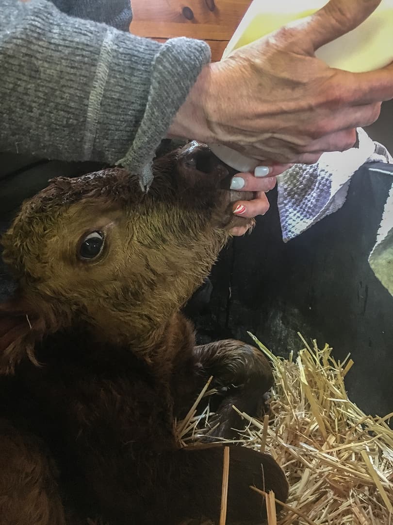 calf feeding colostrum house warmth