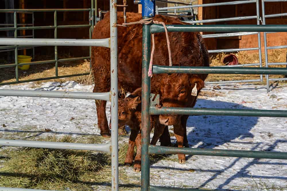 heifer calf reunited on the ranch