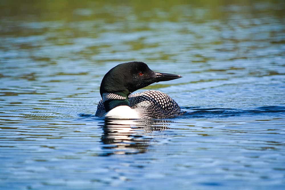 loon wanting to steal fish