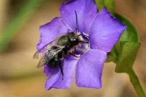 mason bee on flower