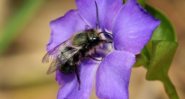 mason bee on flower