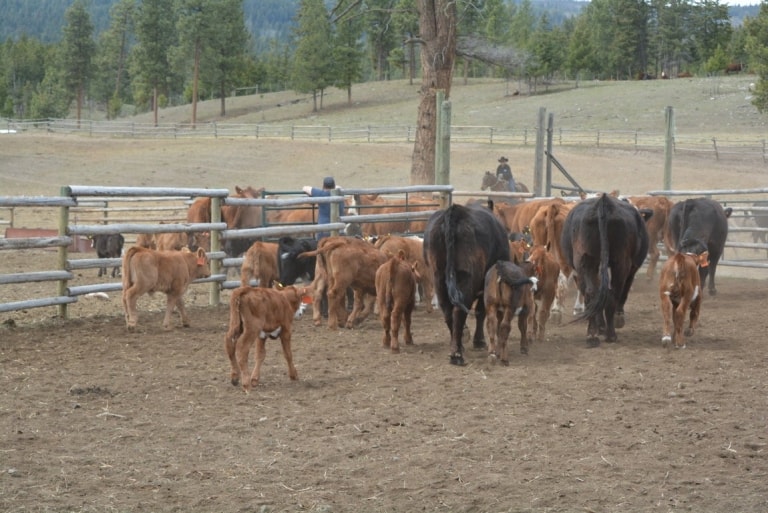 Ranching in the Nicola Valley - Branding Day - Experience Nicola Valley ...