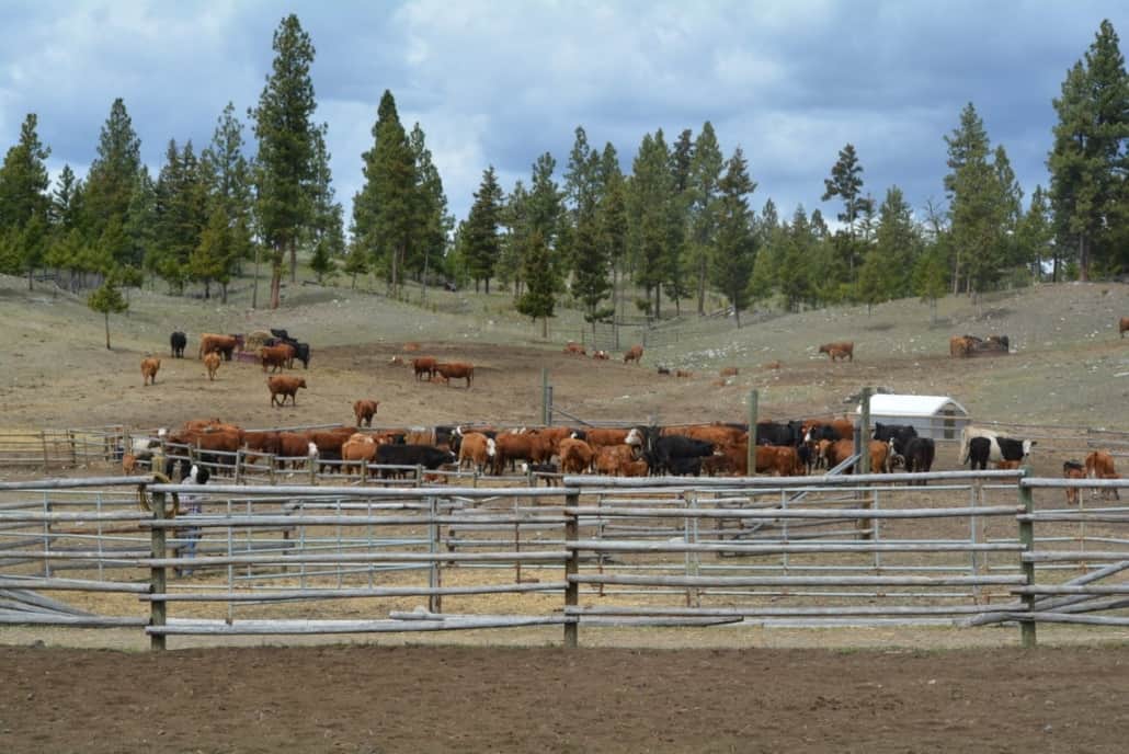 Ranching in the Nicola Valley Branding Day Experience Nicola Valley