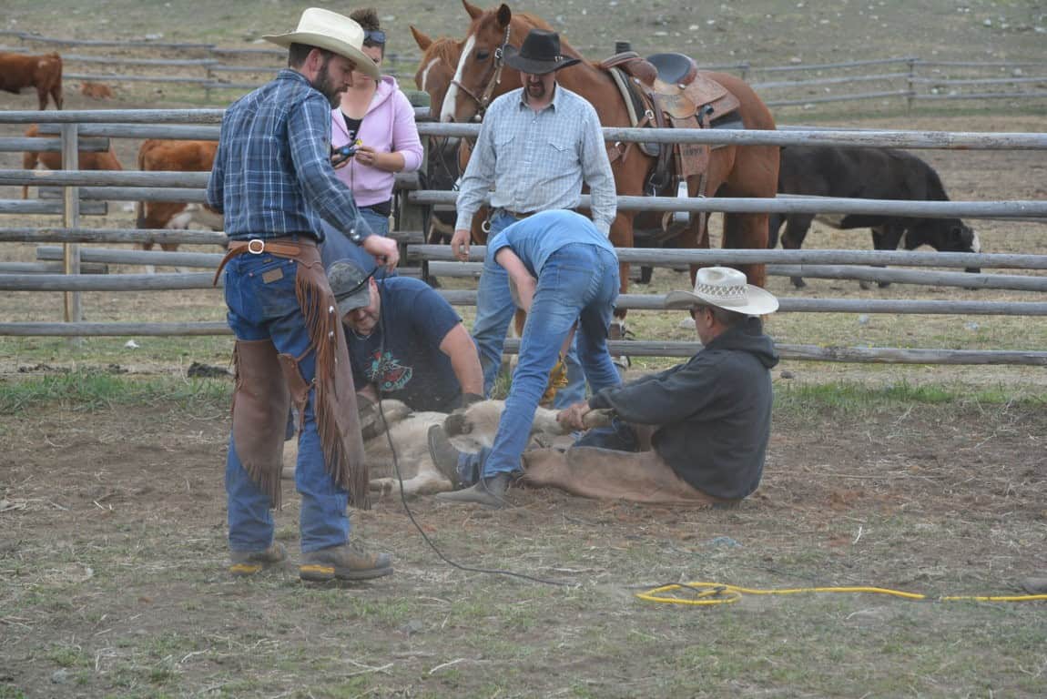 Ranching in the Nicola Valley - Branding Day