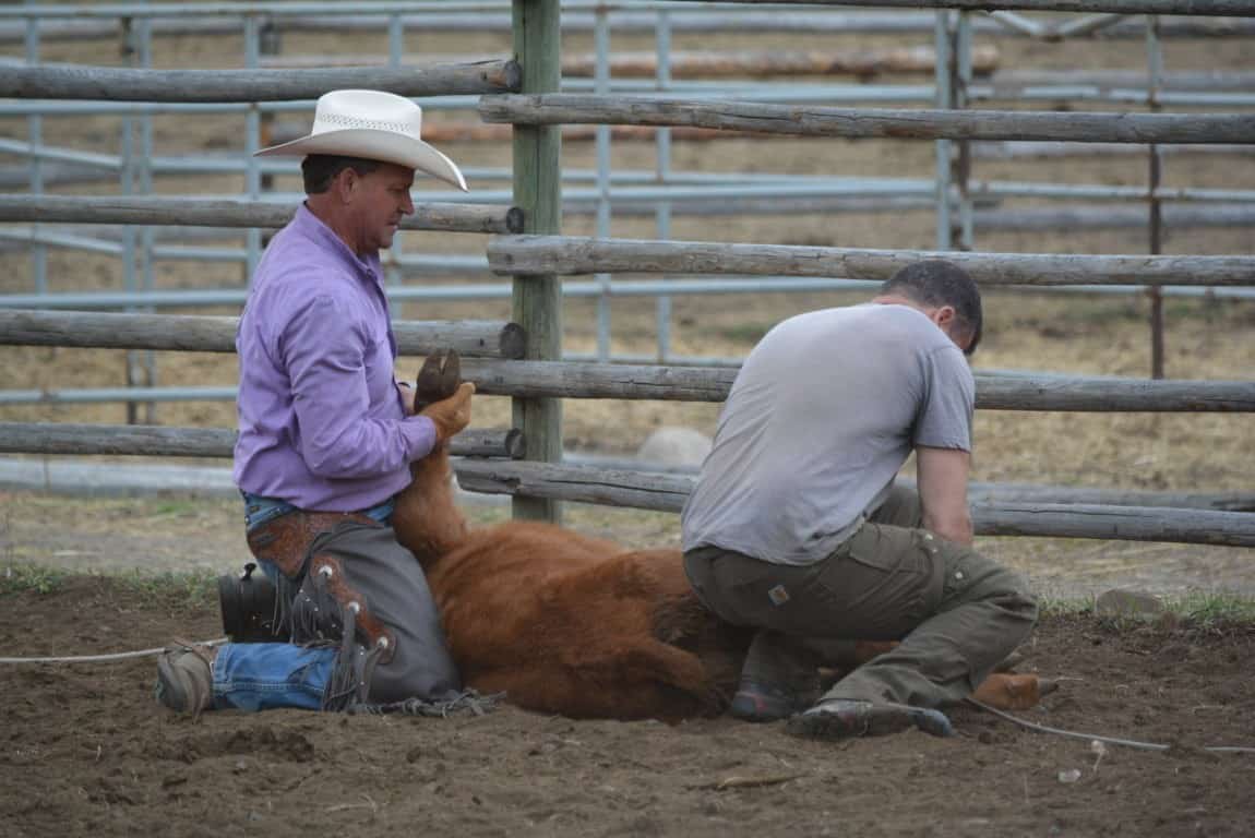 Ranching in the Nicola Valley - Branding Day