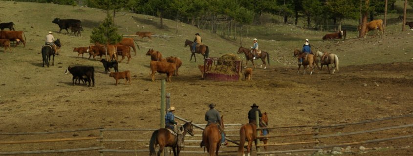 Ranching in the Nicola Valley - Branding Day