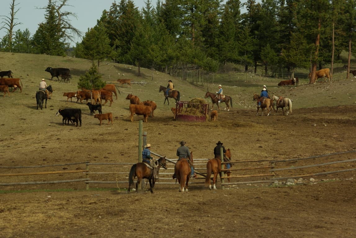 Ranching in the Nicola Valley Branding Day Experience Nicola Valley
