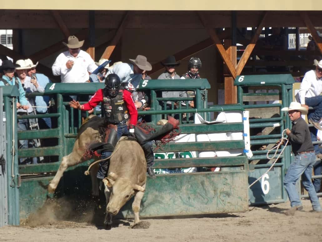 Bull riding Nicola Valley Rodeo
