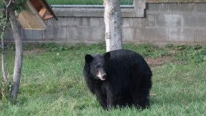 merritt bear in nicola valley