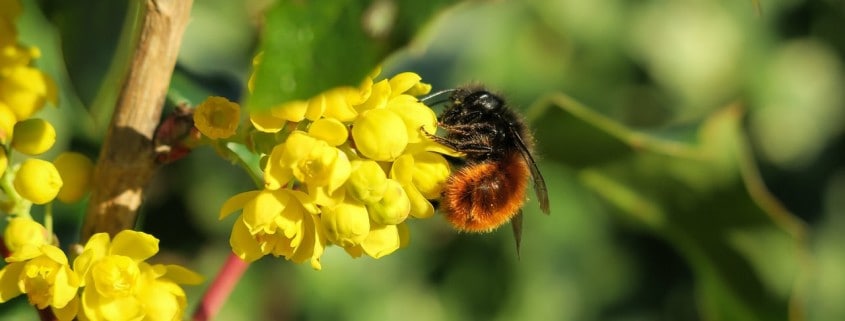 mason bees