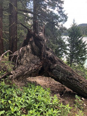 Tree Across Trail