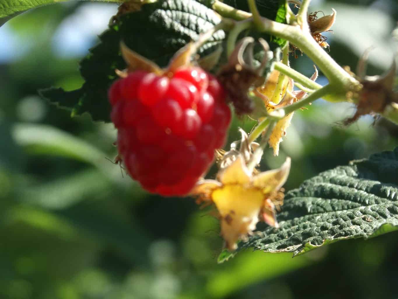 Outdoor Berry Picking Merritt BC. - Experience Nicola Valley - Merritt ...
