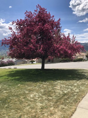 Flowering Tree