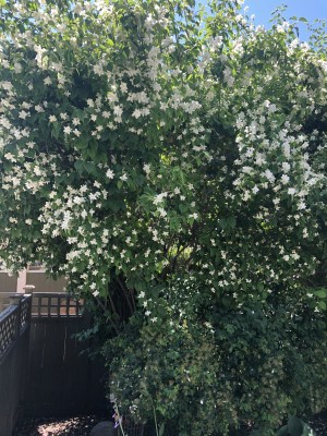 Mock Orange