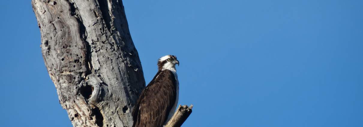 Birdwatching in Merritt BC Canada
