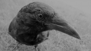 Crows are mysterious