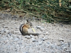 chipmunk in merritt bc - wildlife sighting