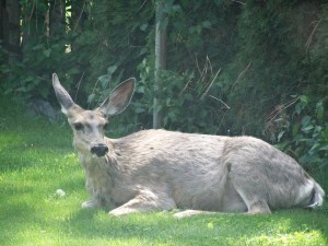 wildlife sighting and self guided tour in merritt bc