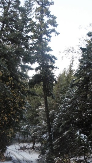 nature in Merritt BC Canada