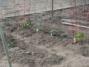 Gardening plot in merritt bc