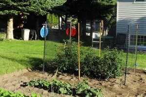 Tomato plants in Merritt BC
